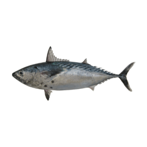 Cá ngừ bông (Cá ngừ chấm)