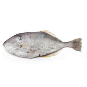 Cá bò da (Cá bò 1 gai lưng)