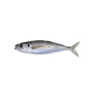 Cá nục gai (Cá nục sồ)