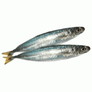 Cá nục suôn (Cá nục hoa)