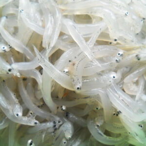 Cá cơm mờm (cá cơm ngần)